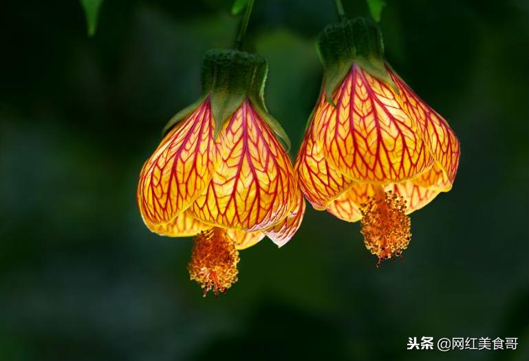 天下美食无奇不有大家有没有吃过,天下美食无奇不有