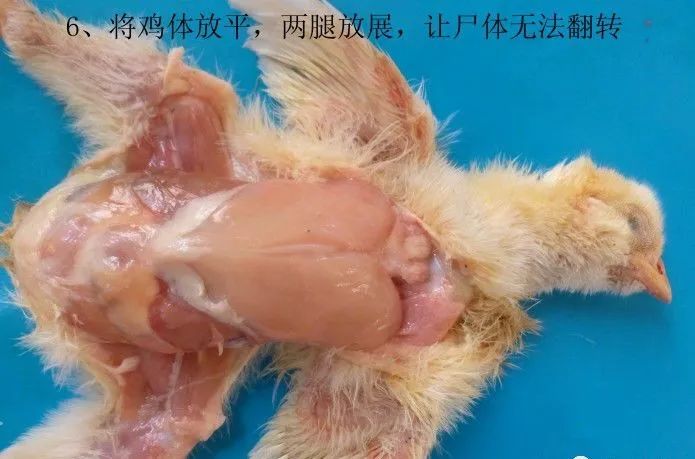 家禽常见疾病及检测方法书籍,家禽疾病如何检测