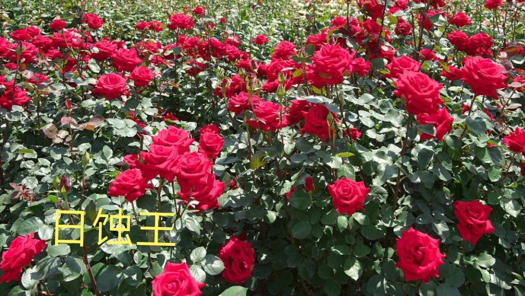 阳台系列月季品种大全,微型月季藤本月季