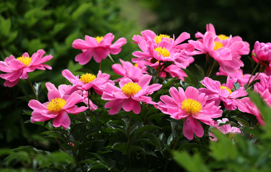 芍药什么颜色花的根可以入药,单瓣的芍药都是可以入药的吗