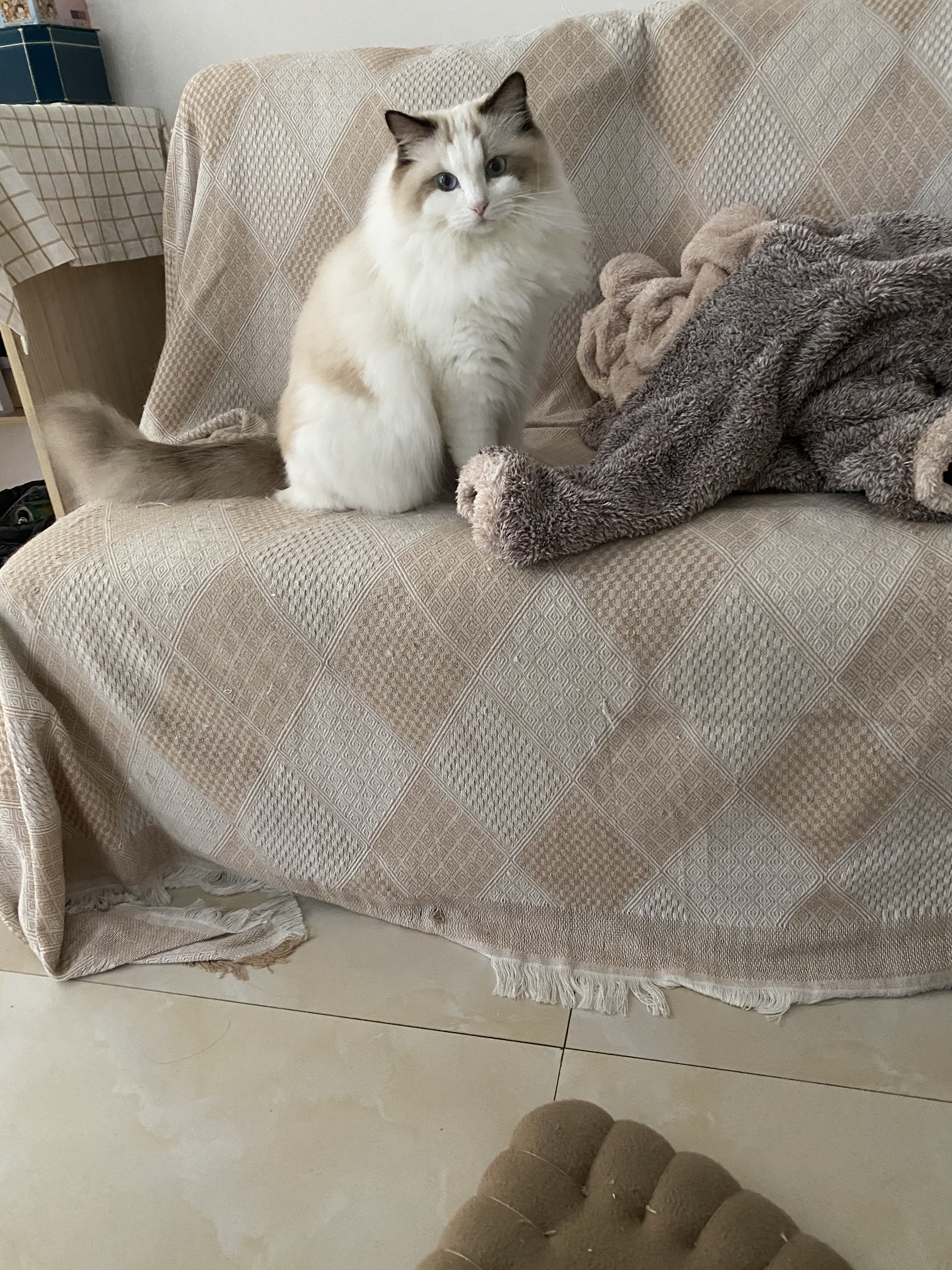 布偶猫根据情况会做出怎样的反应,小预算买布偶猫