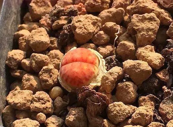 多肉徒长了砍头不用发芽机可以吗,多肉生石花徒长怎么办