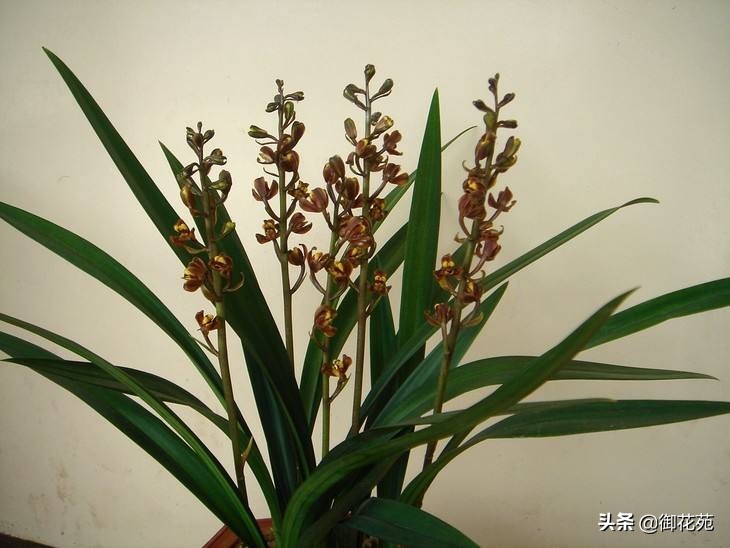 兰花养殖方法兰花品种大全,兰花品种中哪个品种喜欢湿一点