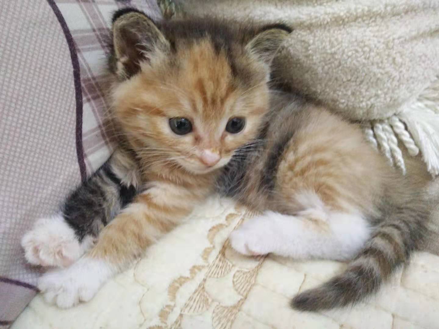 猫咪天生不爱吃鱼,为什么猫咪不爱吃鱼