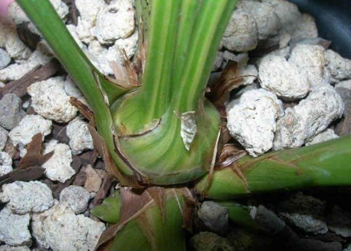 新买的兰花如何上盆选湿的植料,培育兰花如何选择大小盆