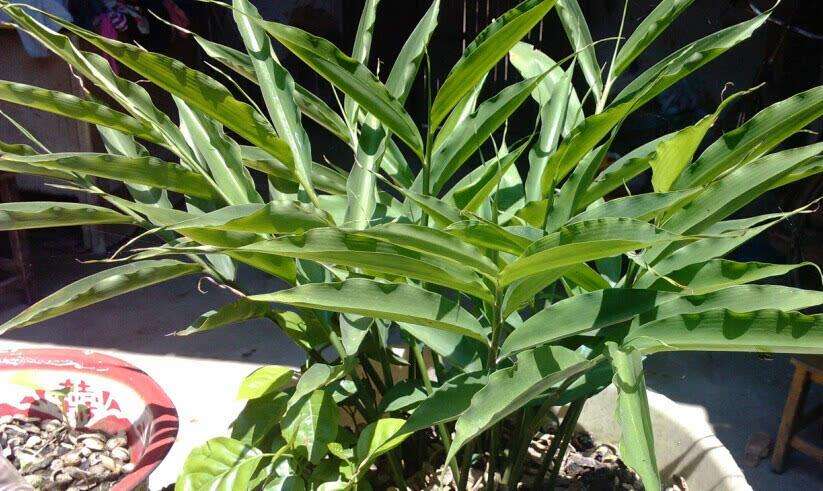 盆栽生姜的种植方法和时间,盆栽生姜的种植时间和方法