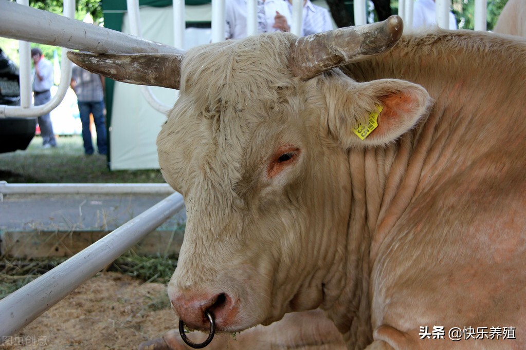 养牛前景怎么样养牛需要什么条件,养牛需具备什么条件才能养牛