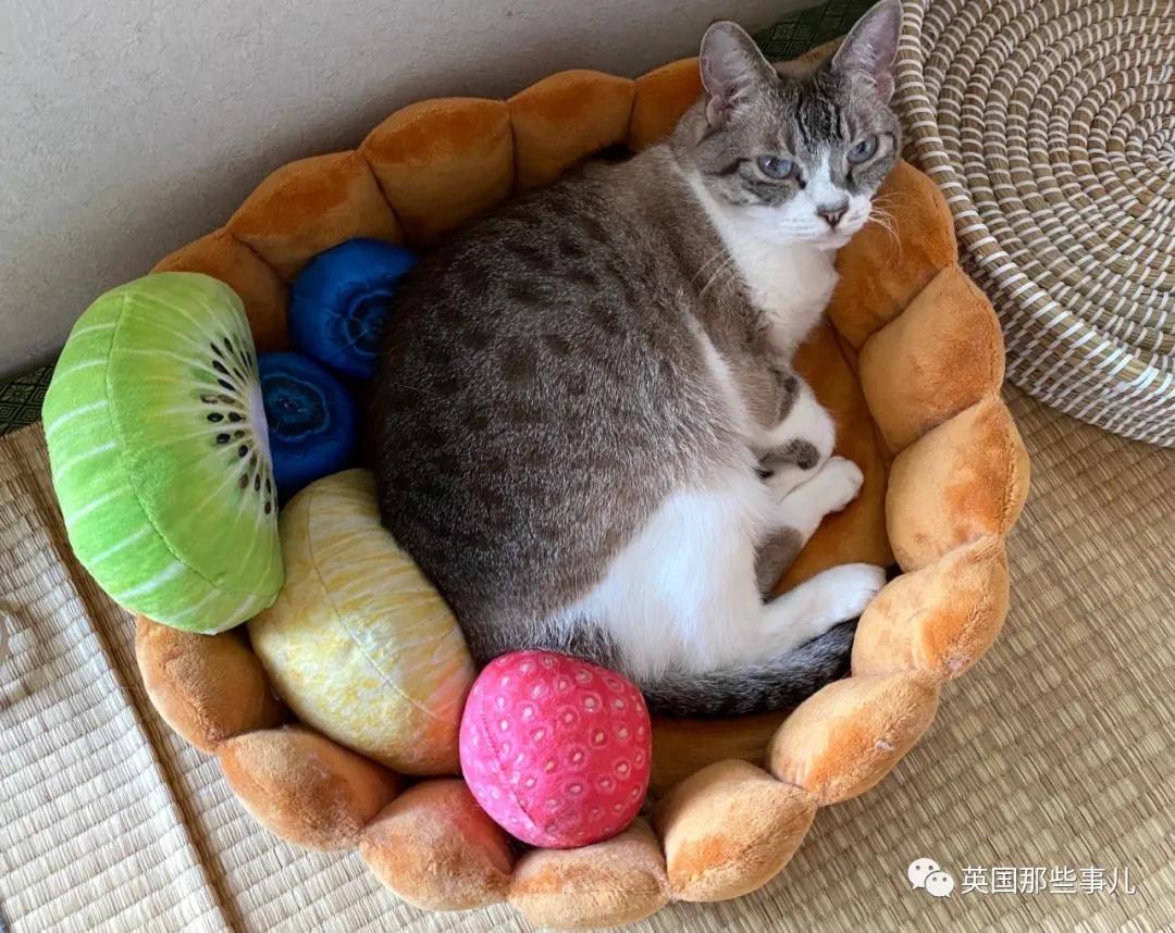 养暹罗等于养好几种猫,重庆暹罗猫变黑了还能白回来吗