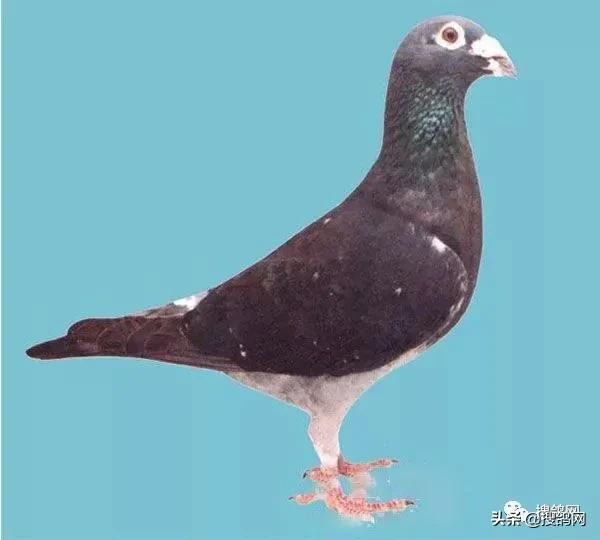 姣斿埄鏃朵箶鏂紬鍗￠棬鍘熸绉嶉附鍥剧墖,姣斿埄鏃跺嚬鍗版満