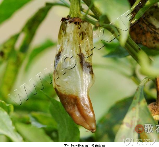 蔬菜细菌病图片大全,破解蔬菜病虫害之谜