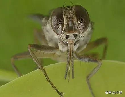 人被它咬会昏睡至死，非洲因它而贫穷，采采蝇究竟是何方神圣？
