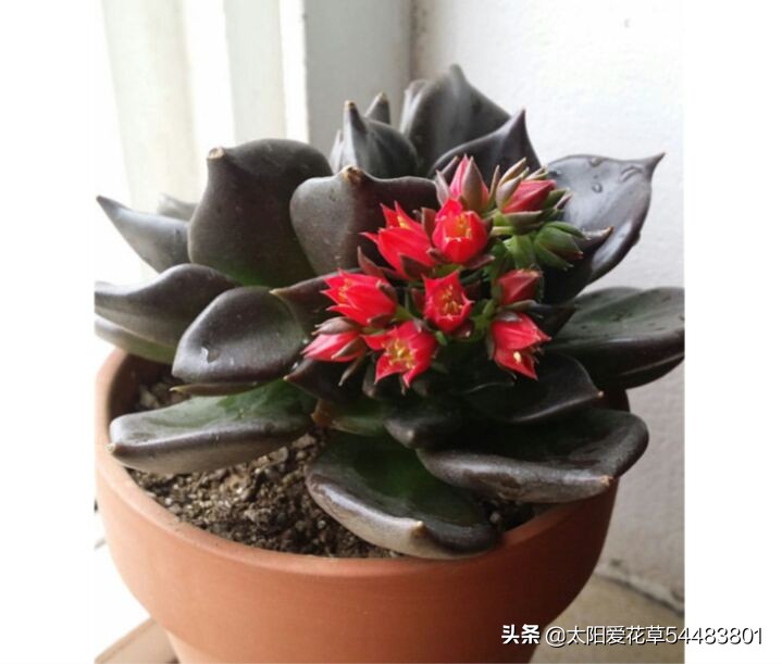 黑王子怎么养护多肉,多肉植物黑王子怎么养护视频讲解