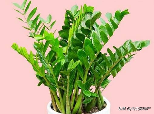 养好花六大关键十年养花经验总结,各种花卉养花技巧知识大全合集