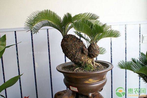 铁树价格30公分,铁树开花条件要求