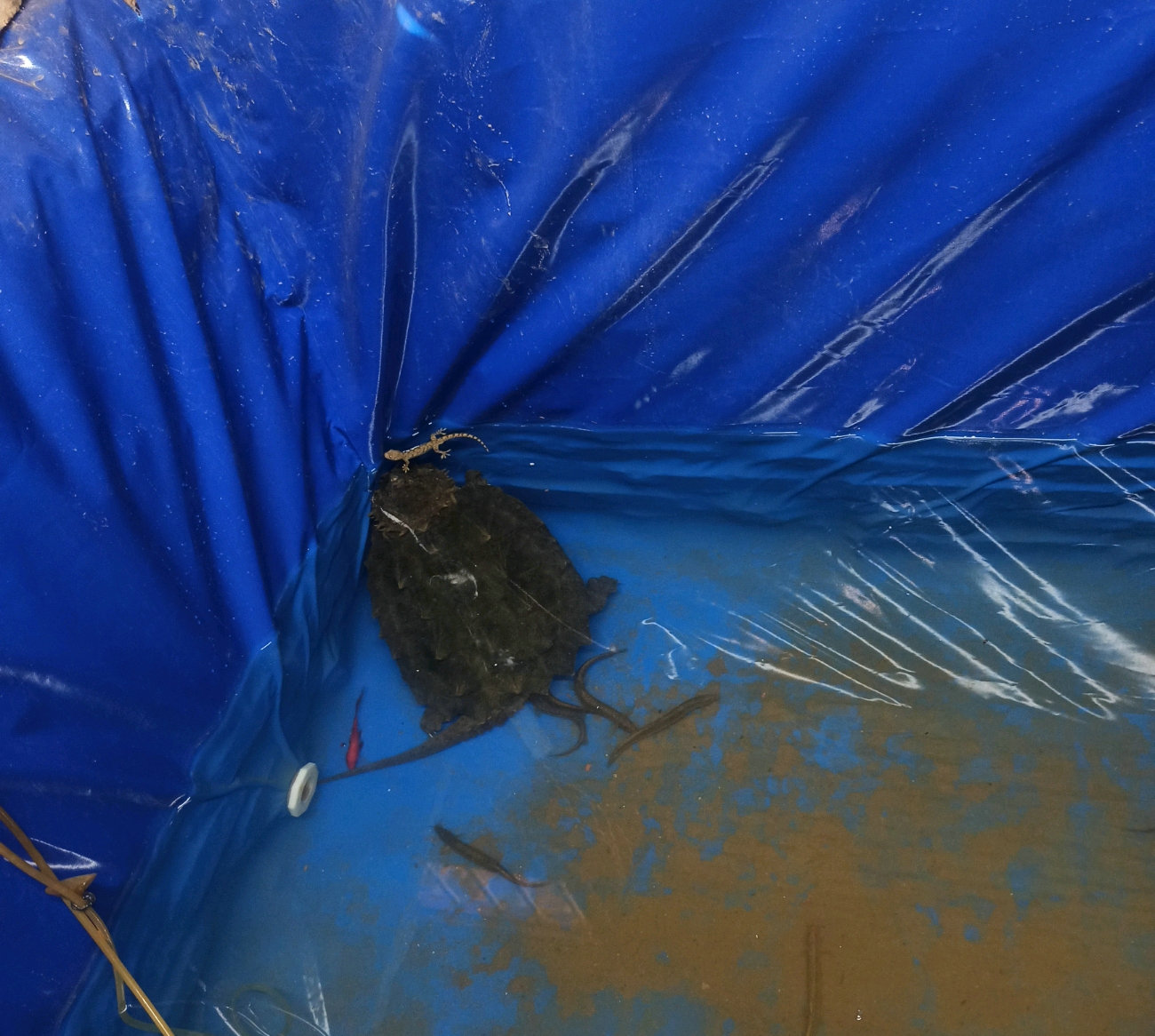 大水冲出乌龟,村中洪水意外发现巨龟