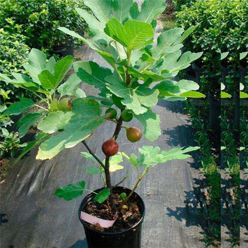 爱吃无花果的无花果,爱吃无花果有什么好处