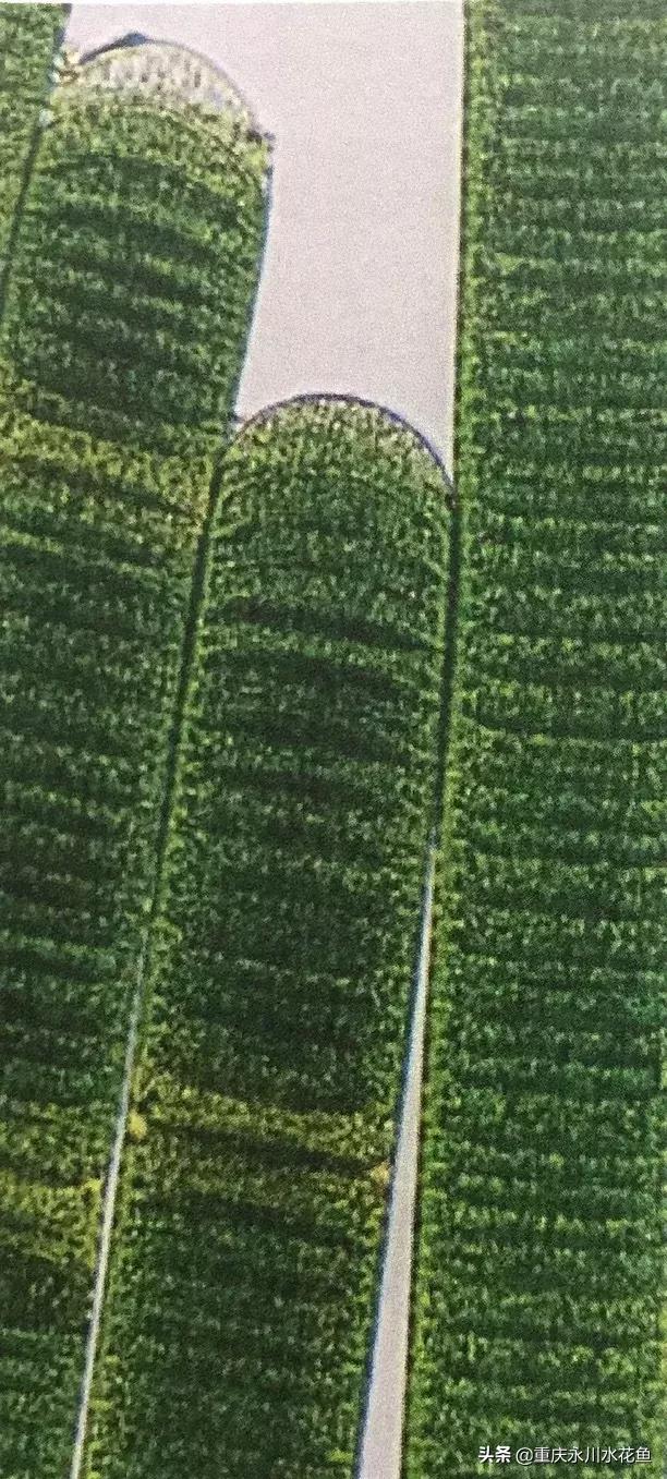 蓝藻念珠藻颤藻,蓝藻颤藻