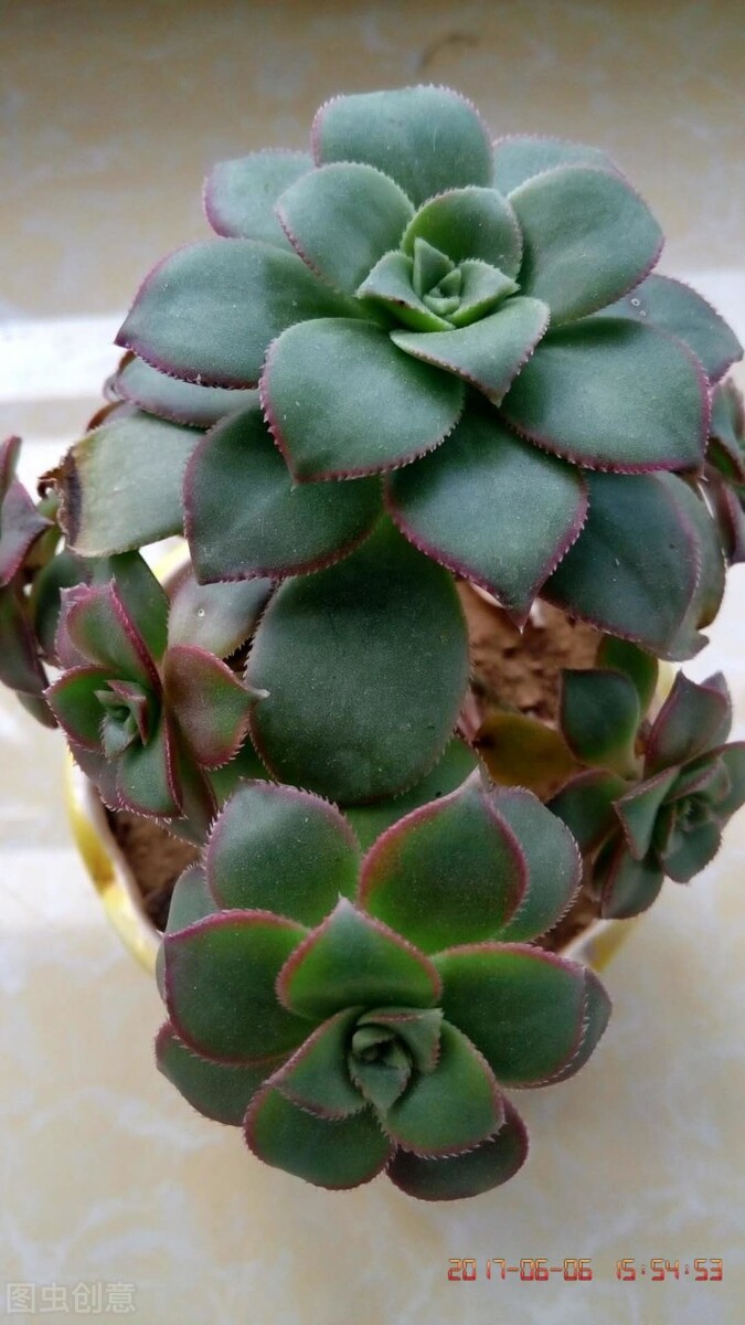 耐阴多肉植物室内,30种耐阴植物室内盆栽