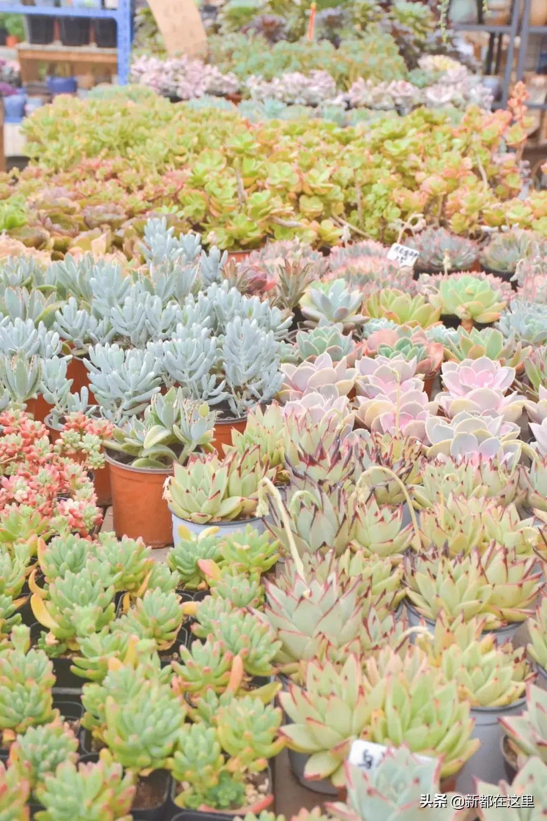 三圣花卉市场正规吗,三圣乡花卉市场今日现状