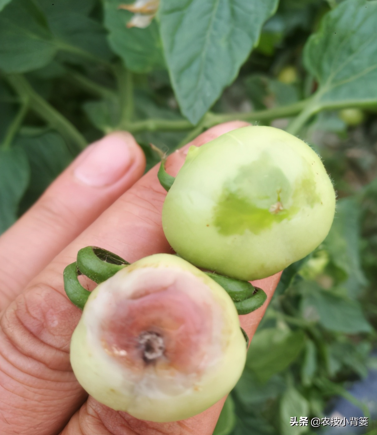 钙肥用了可不少，为啥作物补钙效果差？果实为啥还会裂口和烂果？