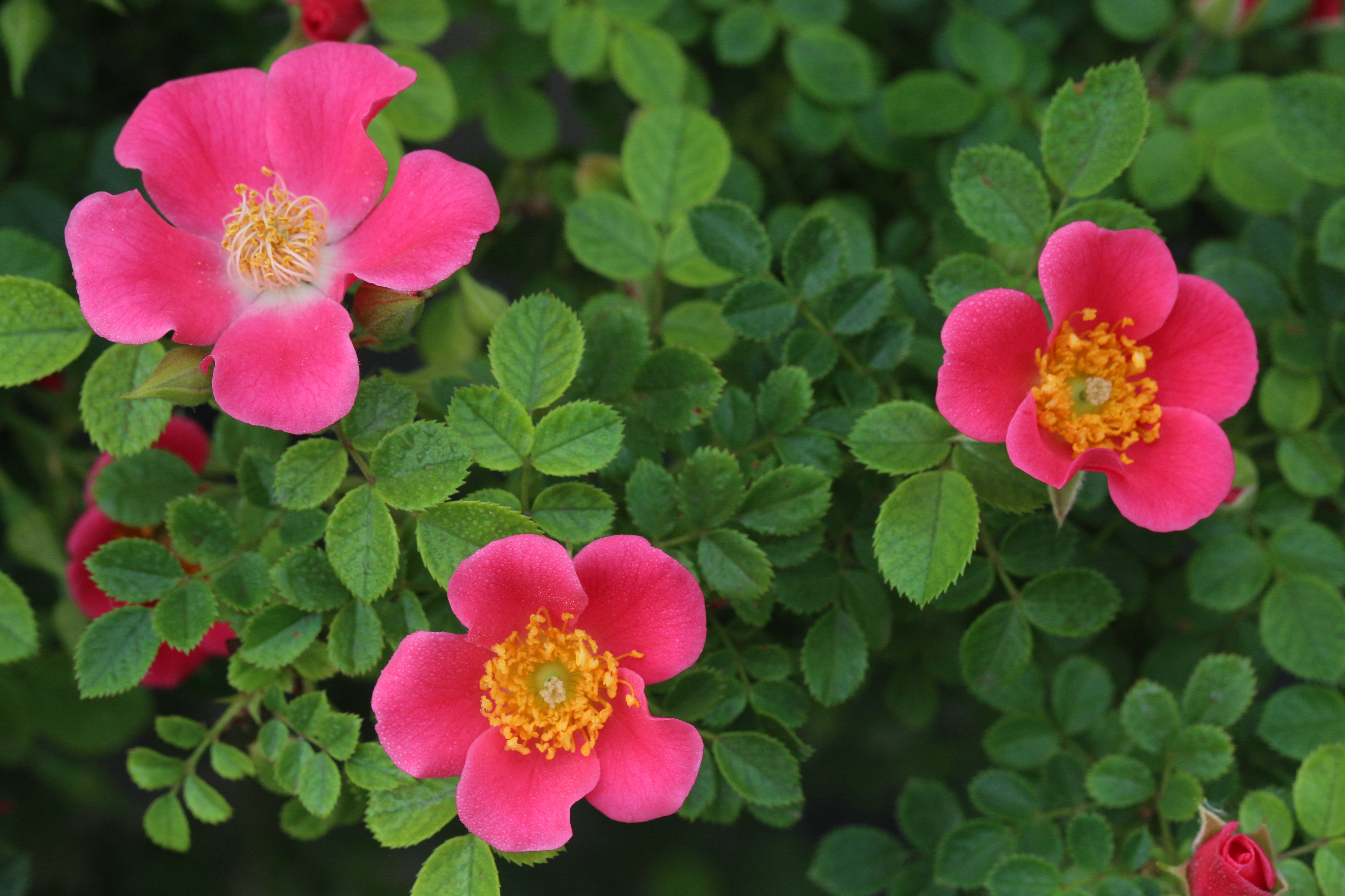 大兴月季园的月季有多少种,北京最大的月季基地在哪