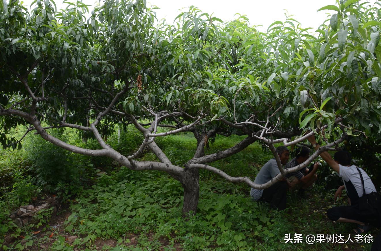 桃树修剪的主要措施有哪些,修剪桃树技术视频教程
