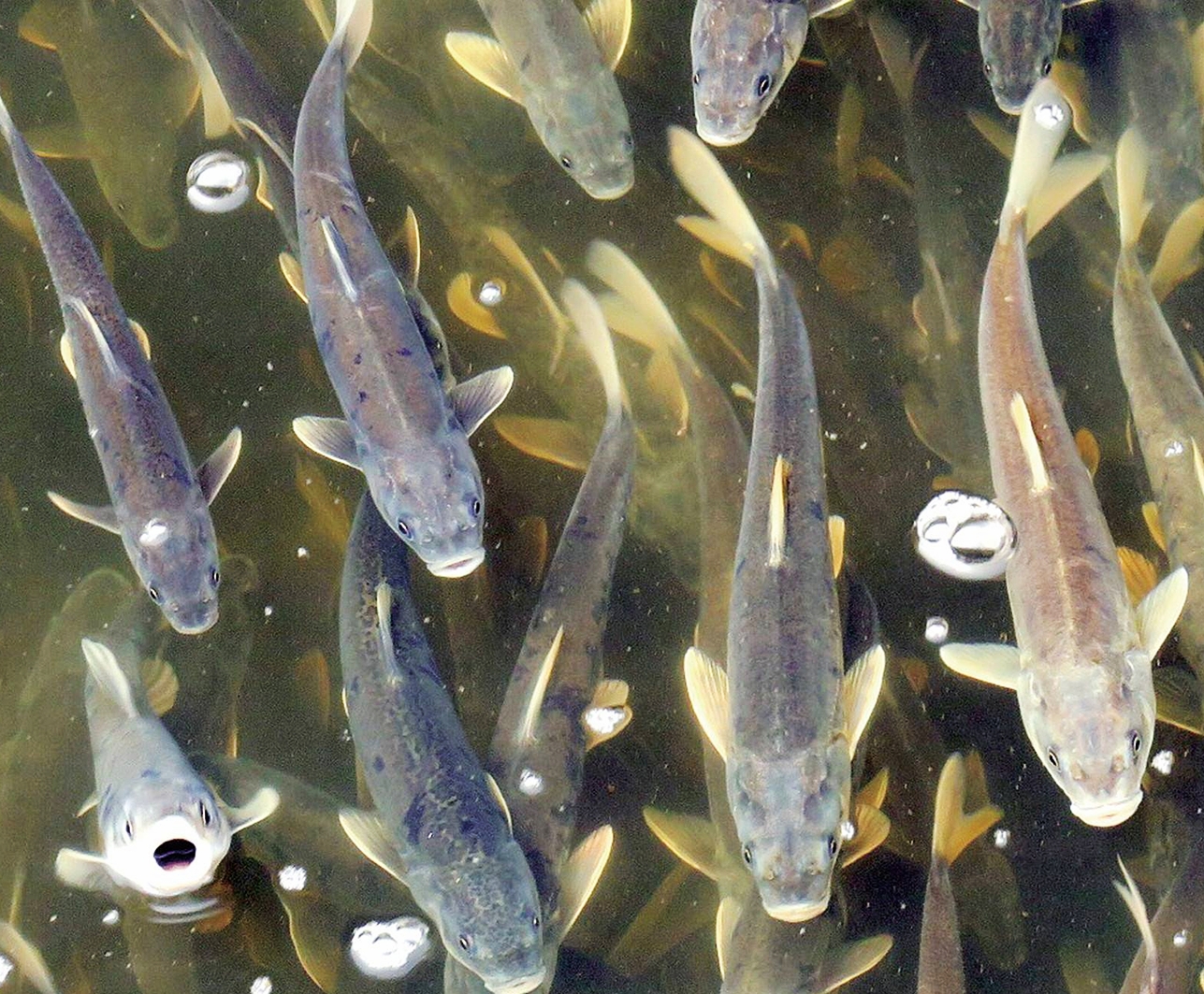 令人泪目的青海湖湟鱼洄游,青海湖湟鱼洄游后还能活吗