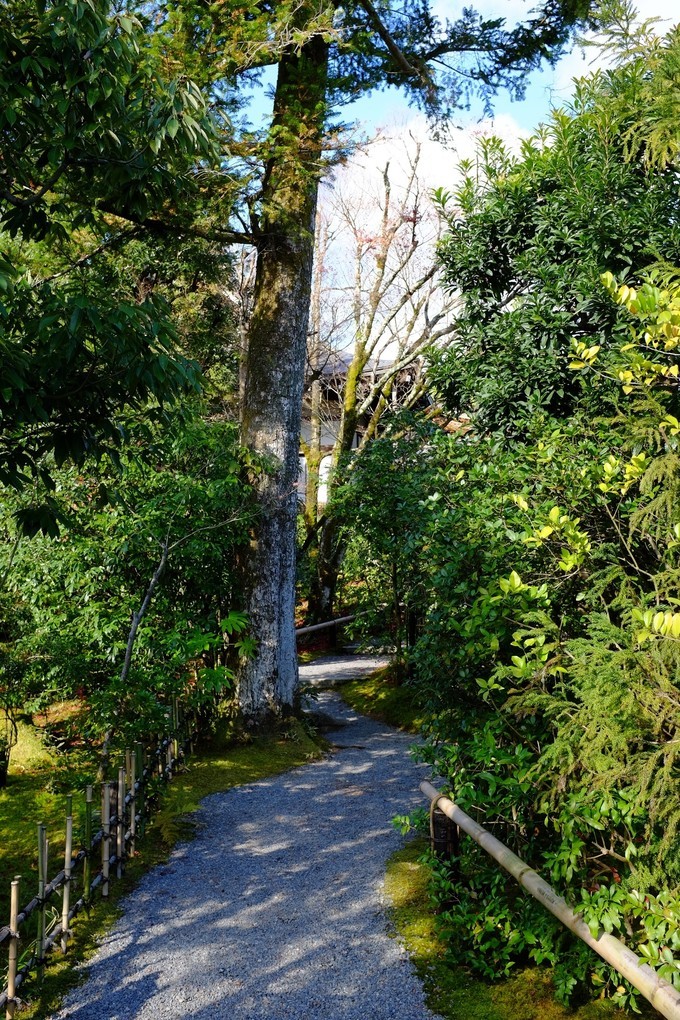 京都赏枫2022,京都赏枫必去景点有哪些好玩的