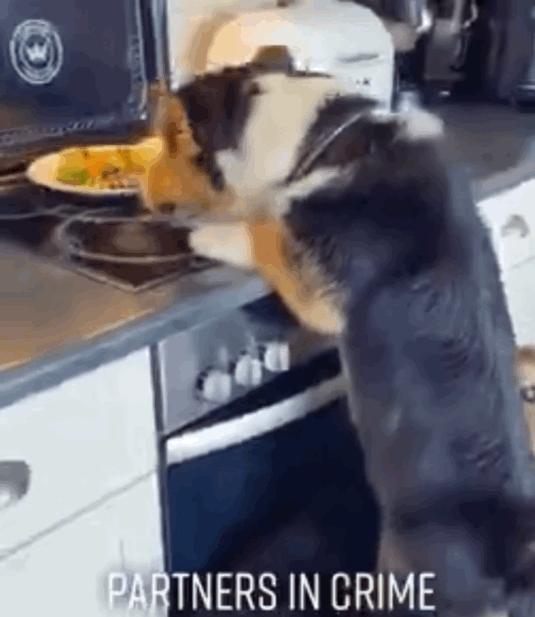 吉娃娃被气坏的视频,吉娃娃被气坏视频