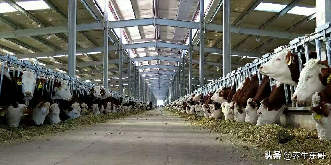 养牛管理模式,中国养牛的问题