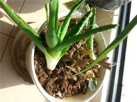 家庭养花存在的问题及解决方法,家庭养花易黄叶怎么办