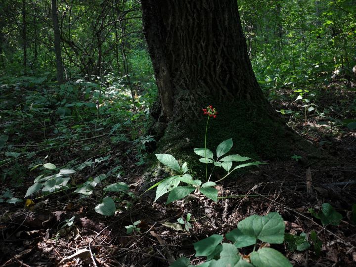 各类人参,从功效与性能上如何排名?