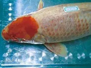 罗非鱼疱疹病毒怎么治,疱疹病毒如何防治