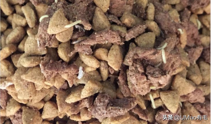 猫粮黄曲霉素中毒,猫吃了毒猫粮慢性中毒