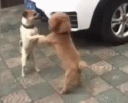 什么狗能打得过二哈,一群狗打二哈吓腿软