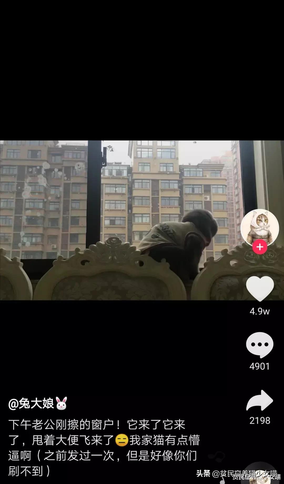 鸟的报复,鸟的报复心有多强