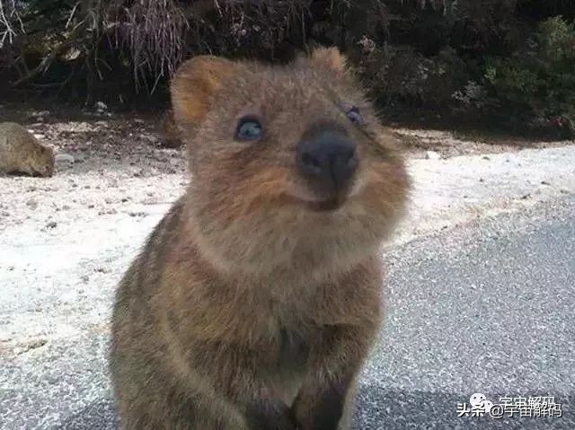这些动物小时候太可爱简直萌化了,世界十大最受欢迎的动物
