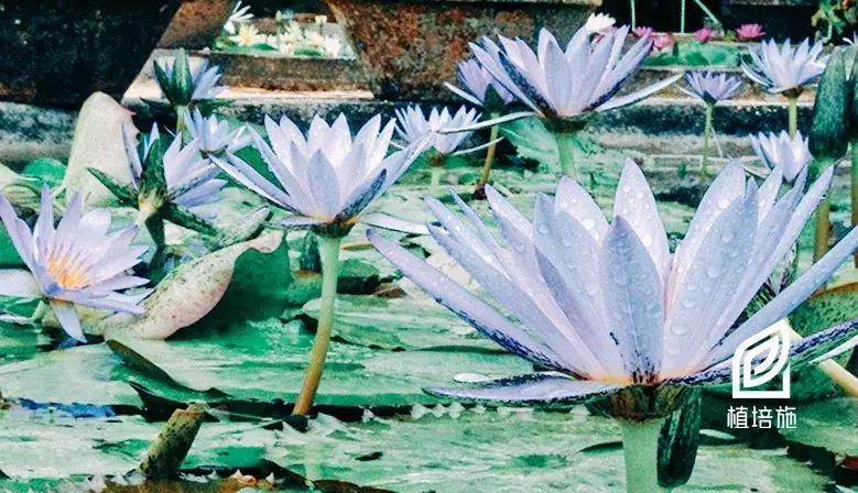 盆栽睡莲养殖方法和注意事项,盆栽睡莲的种植方法