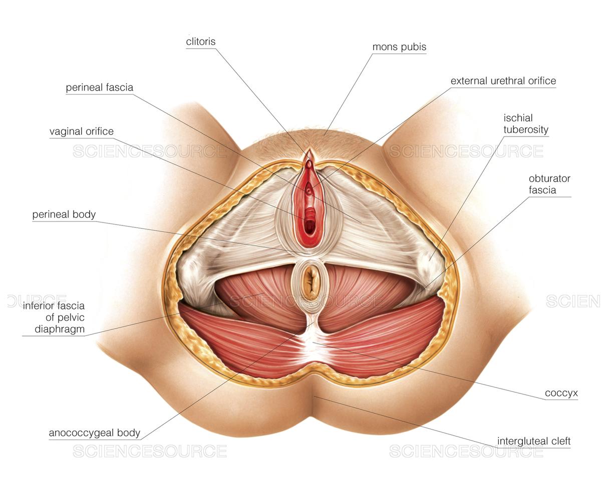 普拉提动力链,普拉提动力动作