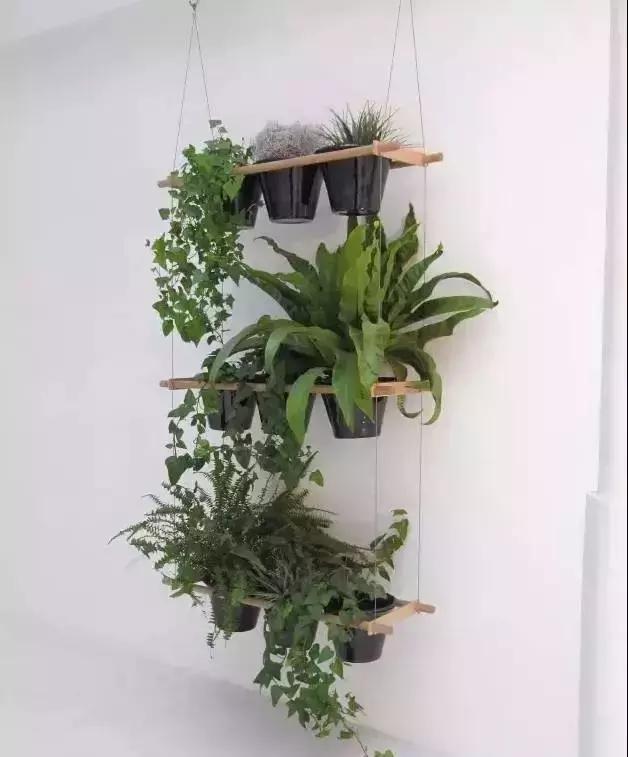 什么植物甲醛吸附好,房间里吸收甲醛的植物有哪些