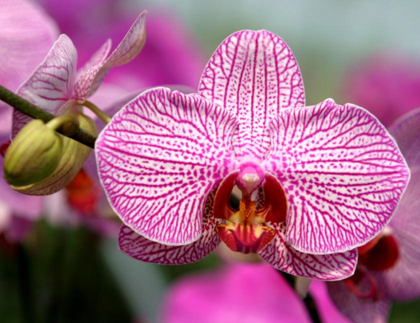 怎么选蝴蝶兰花梗,蝴蝶兰花如何挑选