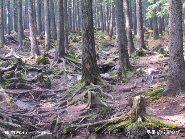 宁武芦芽山悬崖栈道,太原出发芦芽山马仑草原自驾路线