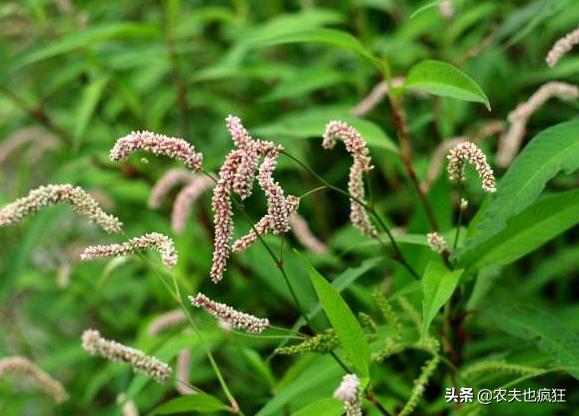 这种野草比辣椒还辣，过去酿酒离不开它，用它捕鱼更是一绝