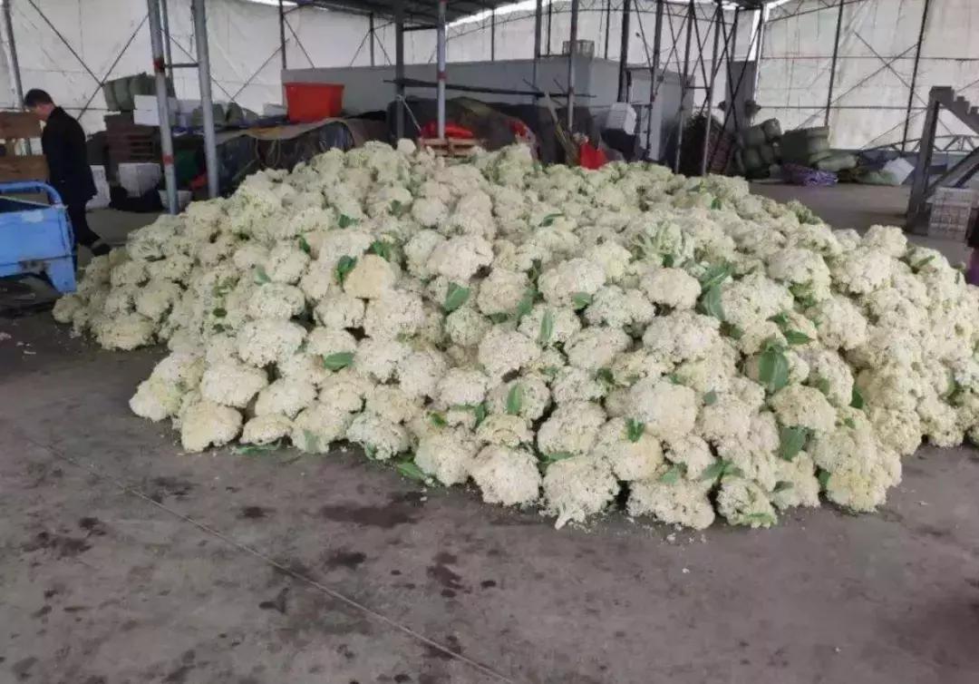 如果种了很多菜怎么快速卖,蔬菜滞销最快的解决方法