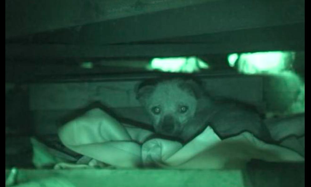 狗狗被烫掉毛了,狗狗被卖到宠物店了怎么办