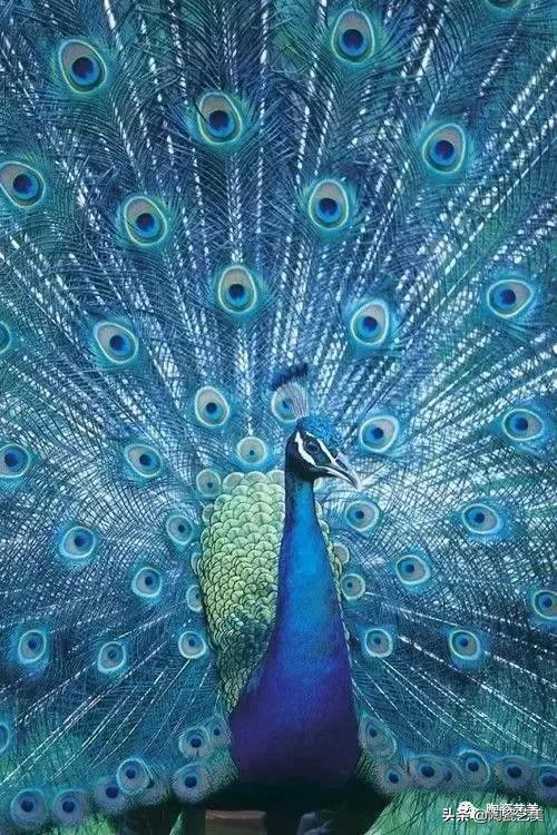 孔雀蓝釉哪个颜色最好,美到让人窒息孔雀蓝釉