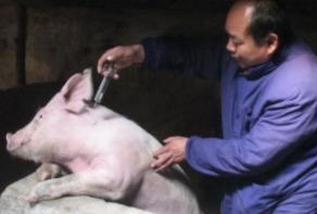 猪打疫苗过敏是什么反应,猪打针过敏反应症状