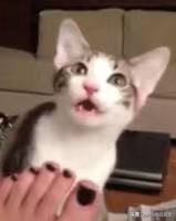 辟谣猫咪并非黑夜都能看得清,猫咪辟谣