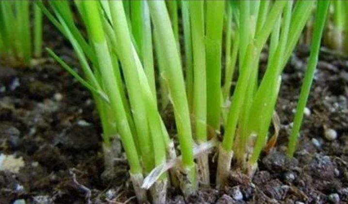 迟眼蕈蚊如何消灭,迟眼蕈蚊的发生与防治