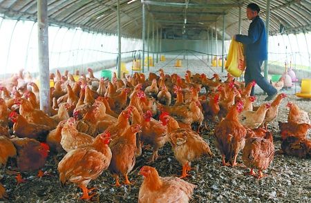 枯草芽孢杆菌在畜牧养殖的作用,枯草芽孢杆菌在水产养殖的作用